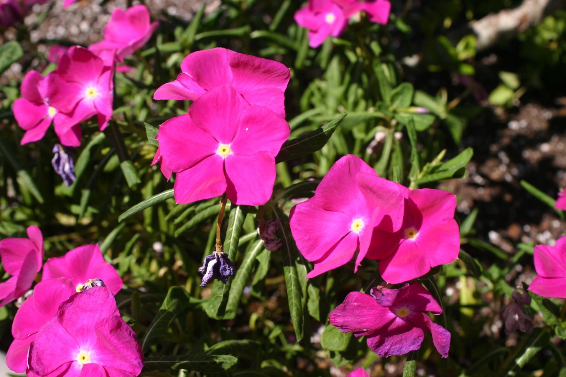 Pink Impatiens